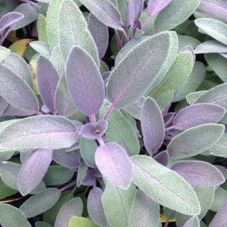 Picture of Sage Purple