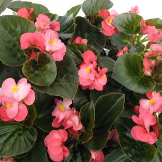Picture of Begonia Big Pink w/ Green Leaf
