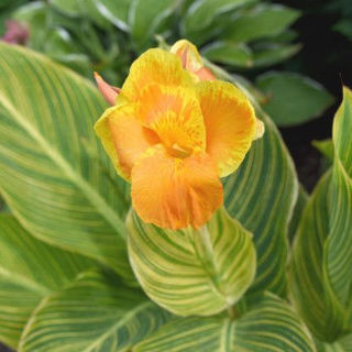 Picture of Canna Tropicana Gold