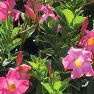 Picture of Dipladenia Pink