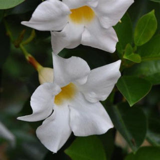 Picture of Dipladenia White 
