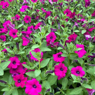 Picture of Petunia Itsy Magenta