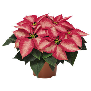 Picture of Poinsettia Ice Crystal