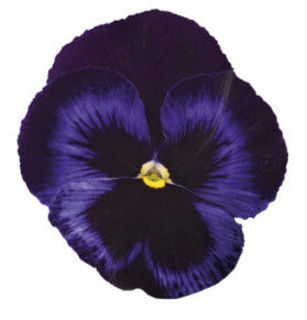 Picture of Pansy Inspire Plus Blue Velvet