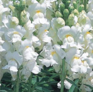 Picture of Snapdragon Speedy Sonnet White
