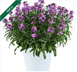 Picture of Erysimum Sunstrong Violet 