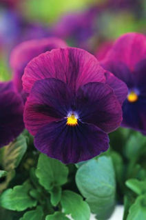 Picture of Pansy Cool Wave Purple