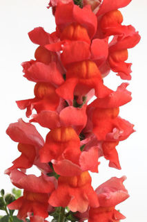 Picture of Snapdragon Snaptastic Orange Flame 