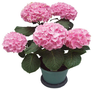 Picture of Hydrangea Mountain Pink
