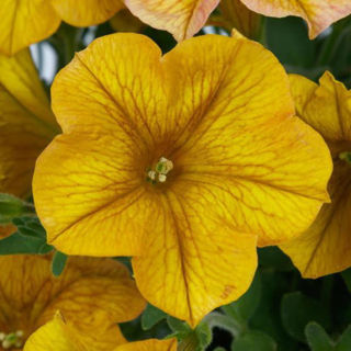 Picture of Petchoa SuperCal Premium Yellow Sun 