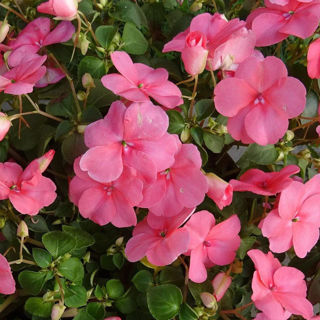 Picture of Impatiens NG Petticoat Pink