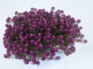 Picture of Lobularia Stream Purple Improved