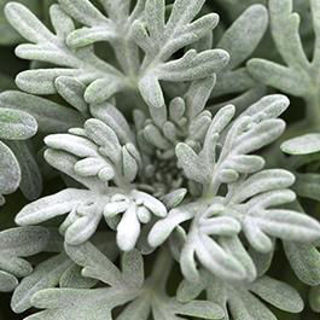 Picture of Artemesia Fancy Filler Sea Salt