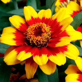 Picture of Zinnia Profusion Red Yellow Bicolor