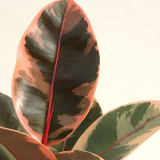 Picture of Ficus Ruby