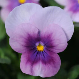 Picture of Viola Orchid Rose Beacon