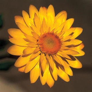 Picture of Bracteantha Mohave Basket Yellow