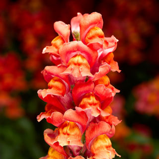 Picture of Snapdragon Snaptastic Orange Flame