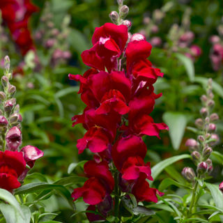 Picture of snapdragon Snaptastic Red
