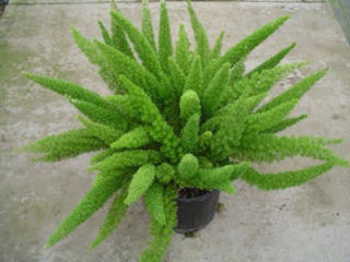 Picture of Fern Foxtail