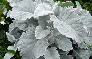 Picture of Dusty Miller Cirrus
