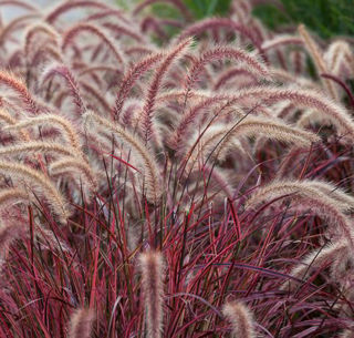 Picture of Pennisetum Purple Fountain Grass 