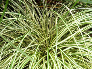 Picture of Carex O'Shea Evergold 
