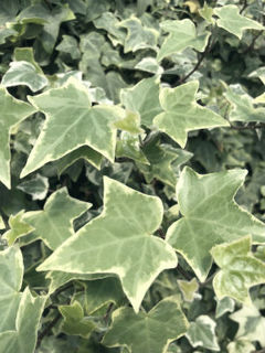 Picture of Ivy English Variegated 