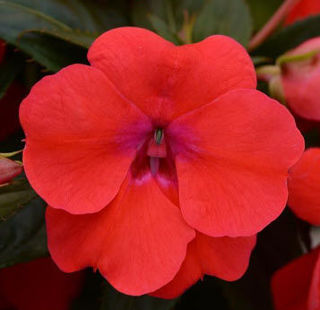 Picture of Impatiens Bounce Bright Coral
