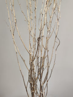 Picture of Birch Large Painted Champagne 36"-48"