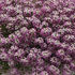 Picture of Lobularia Easy Breezy Purple