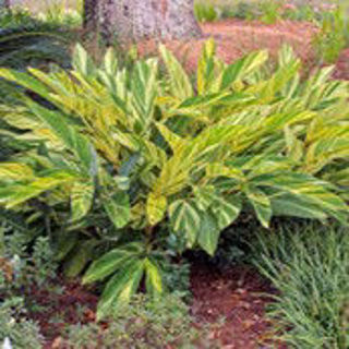 Picture of Variegated Shell Ginger