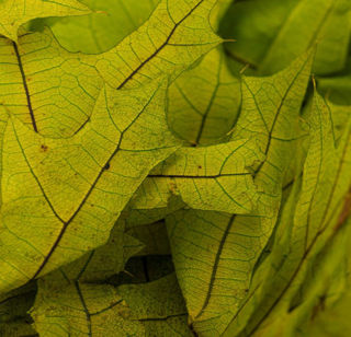 Picture of Oak Leaves Chartreuse 24" 