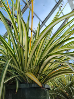Picture of Spider Plant 