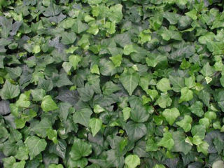 Picture of Ivy Algerian Green P45 (15)