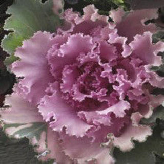 Picture of Kale Crane Ruffle Rose