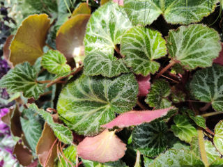 Picture of Begonia Strawberry 