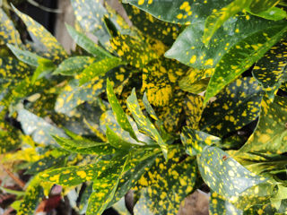 Picture of Croton Gold Dust 