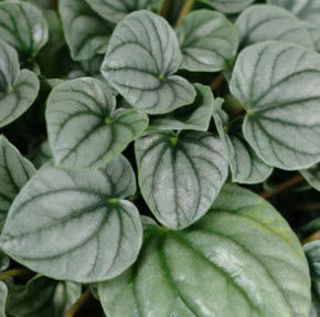 Picture of Peperomia Moonlight 