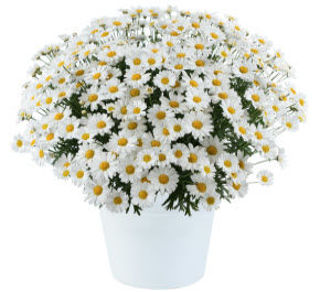 Picture of Argyranthemum Lollies White Chocolate
