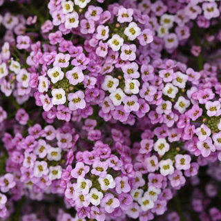 Picture of Lobularia Easy Breezy Pink