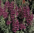 Picture of Snapdragon Liberty Classic Lavender 