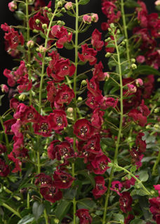 Picture of Angelonia Archangel Ruby Sangria