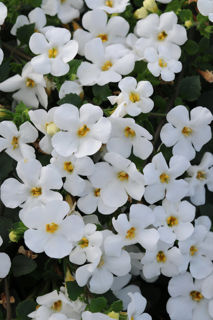 Picture of Bacopa Big Falls White