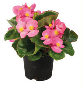Picture of Begonia Super Olympia Rose
