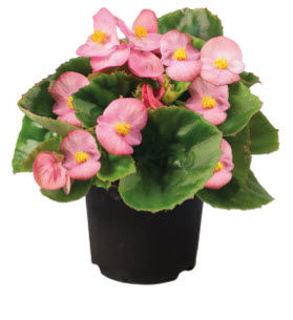 Picture of Begonia Super Olympia Pink