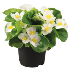 Picture of Begonia Super Olympia White