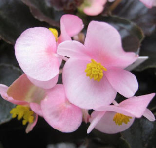 Picture of Begonia Cocktail Brandy Pink