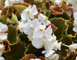 Picture of Begonia Cocktail Whiskey White