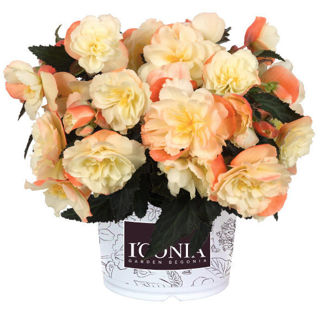 Picture of Begonia Iconia Peachy Keen